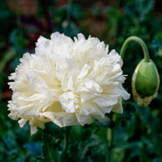 250 WHITE Cloud PEONY POPPY Papaver Peoniflorum Flower Seeds