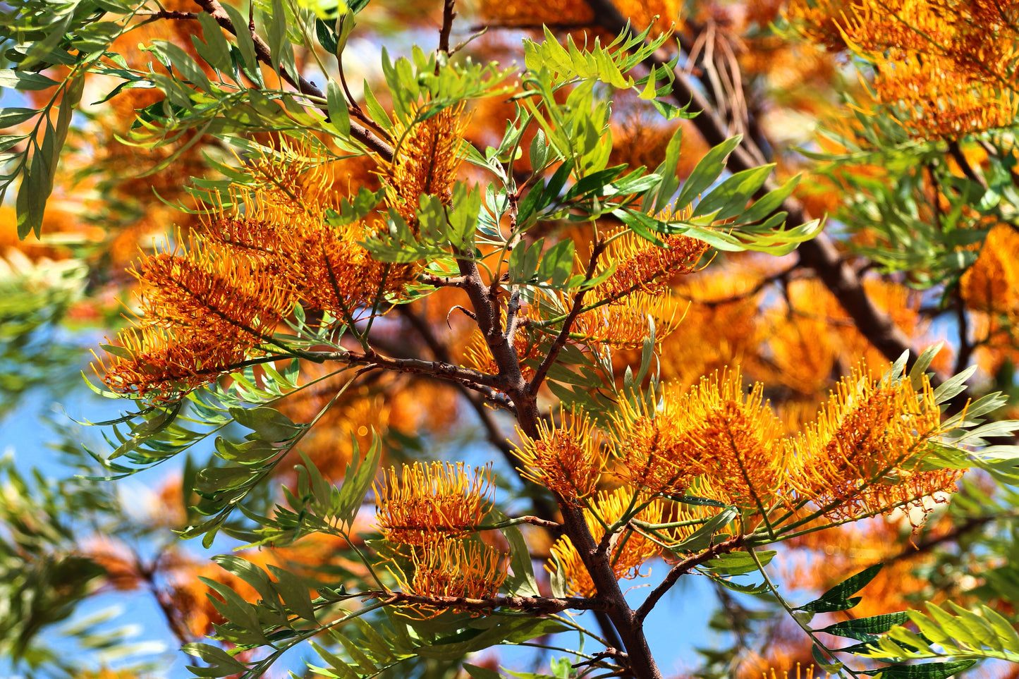 35 SILKY OAK TREE Orange Flower Southern Silver Oak Grevillea Robusta Seeds