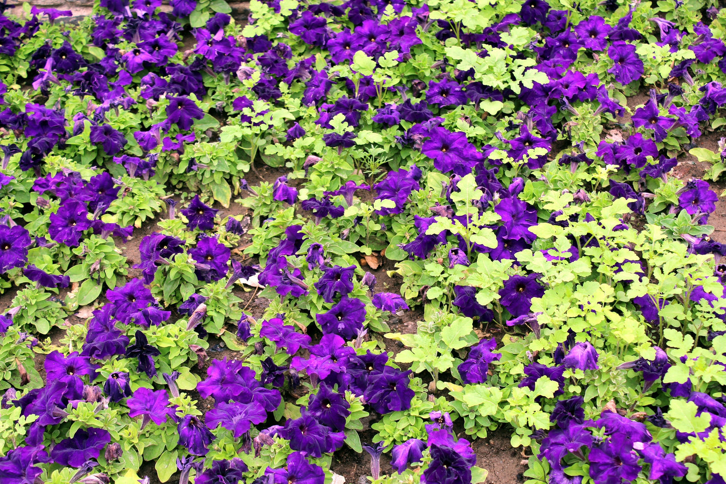 100 PURPLE PETUNIA Hybrida Pollinator Garden Container Flower Seeds