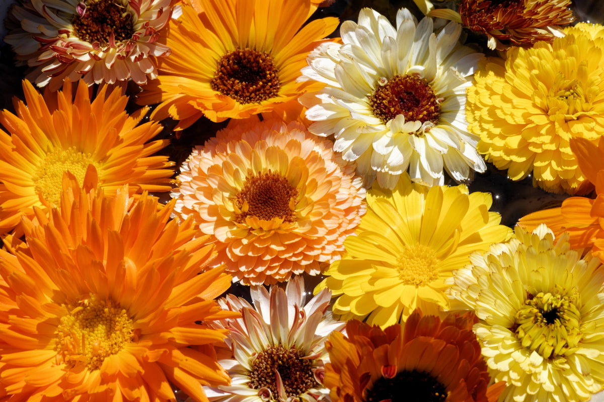 Semi Di Calendula Officinalis (Calendola) – 1 Grammo ~150 Semi Freschi - Foto 4