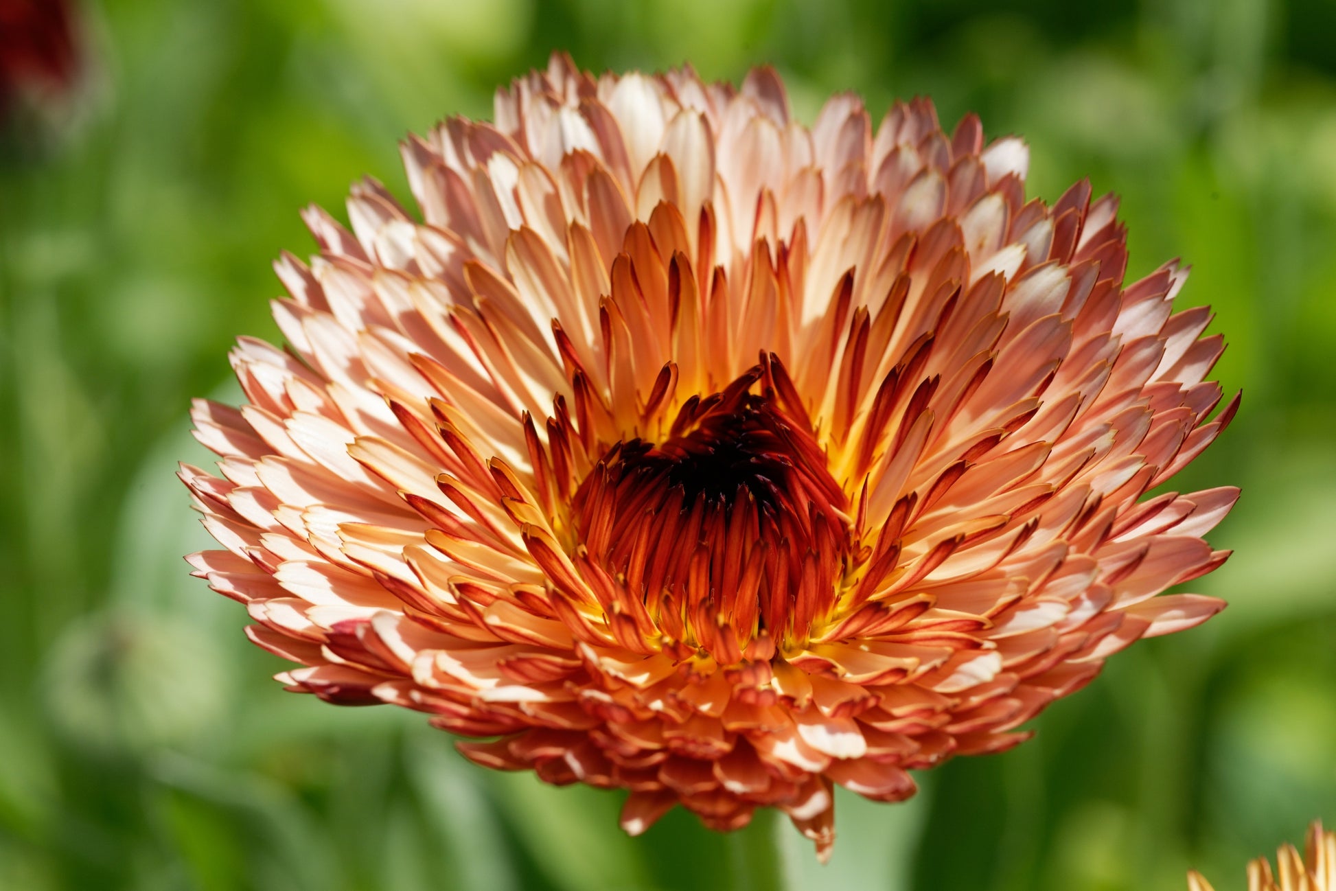 20 ZEOLIGHTS CALENDULA Officinalis MARIGOLD Flower Seeds Zeolight Cora –  Seedville USA