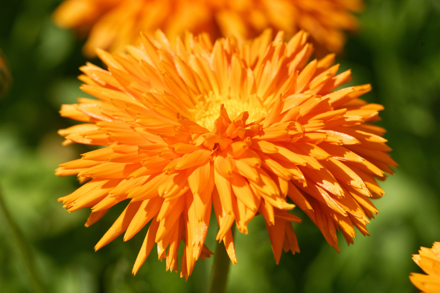 50 RADIO ENGLISH MARIGOLD Calendula Officinalis Orange & Yellow Pot Flower Seeds