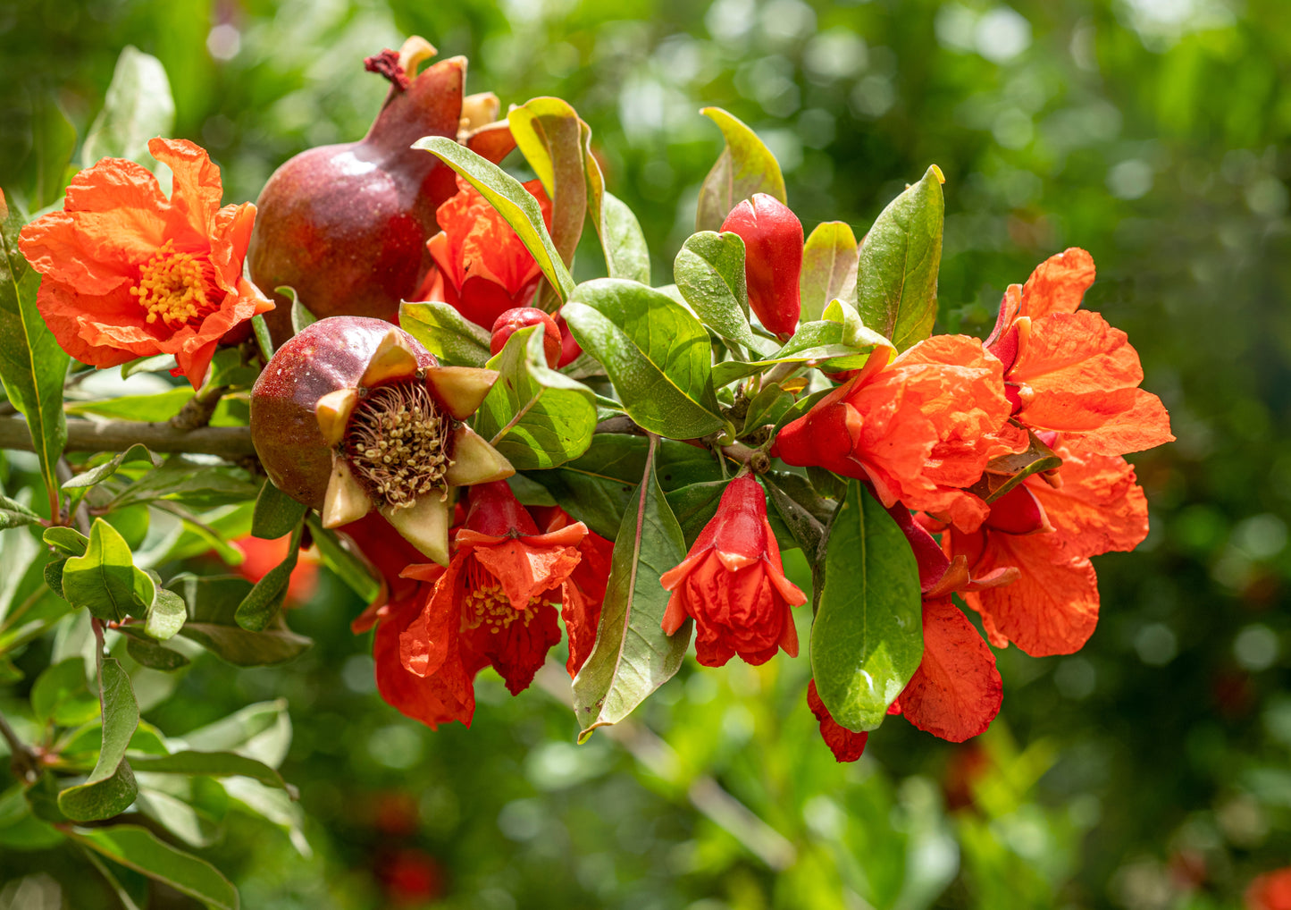 25 POMEGRANATE TREE Punica Granatum Red Fruit Seeds