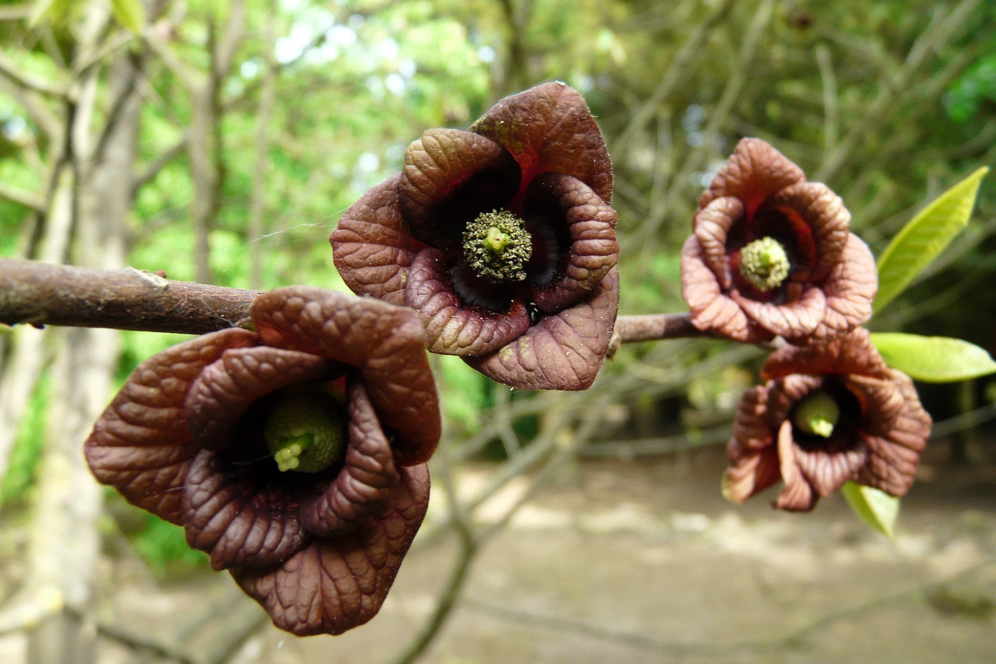 5 PAW PAW Fruit TREE Indian Banana Asimina Triloba Flower Seeds