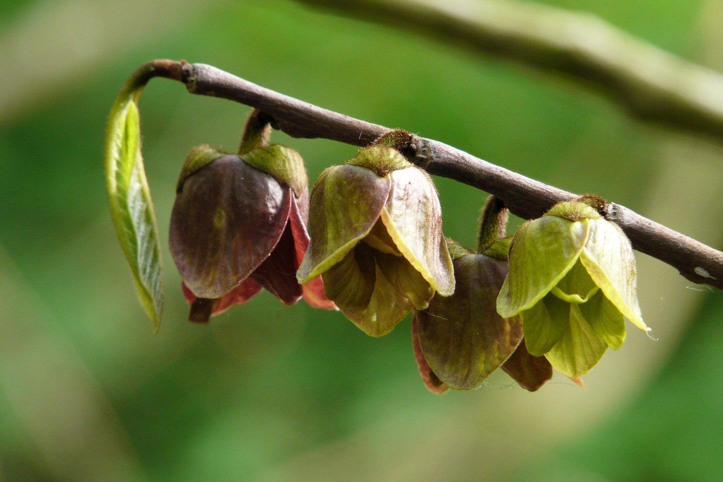 5 PAW PAW Fruit TREE Indian Banana Asimina Triloba Flower Seeds