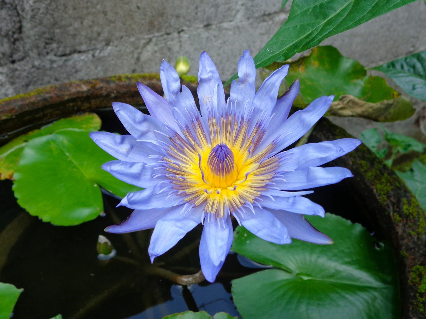 10 BLUE WATER LILY / Lily Pad / Asian Water Lotus / Sacred Egyptian Lotus Nymphaea Caerulea Flower Seeds