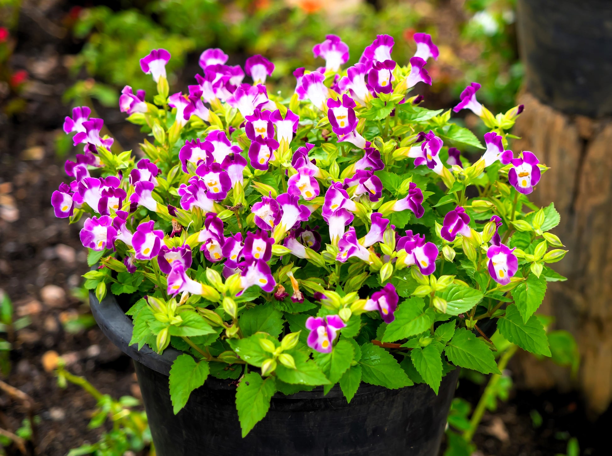 torenia flower seeds 10 KAUAI MIX TORENIA Fournieri Sun or Shade Wishbone Flower Seeds