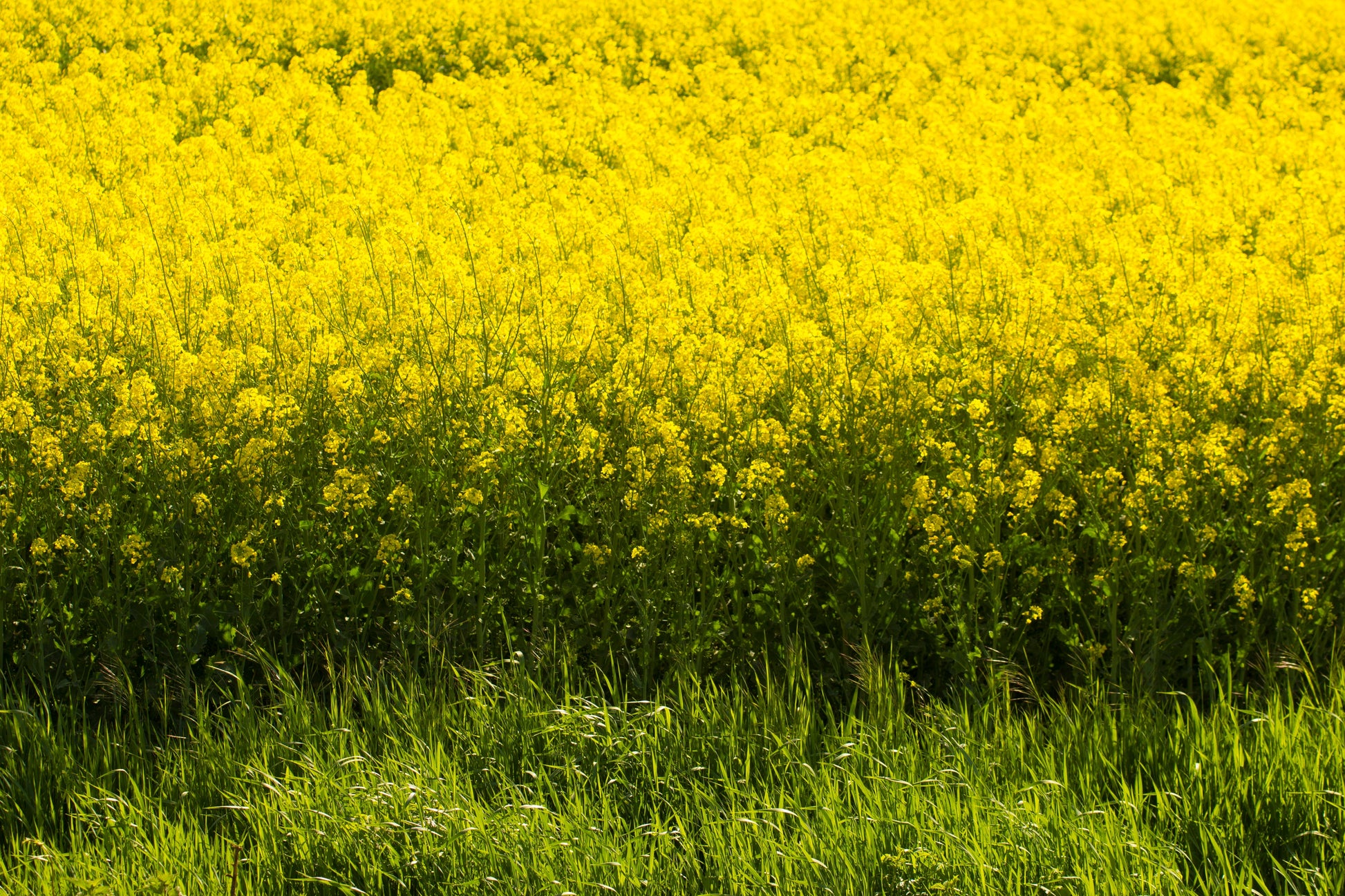 yellow mustard seeds for planting 1000 YELLOW MUSTARD Brassica Juncea Vegetable Herb Seeds – Seedville USA