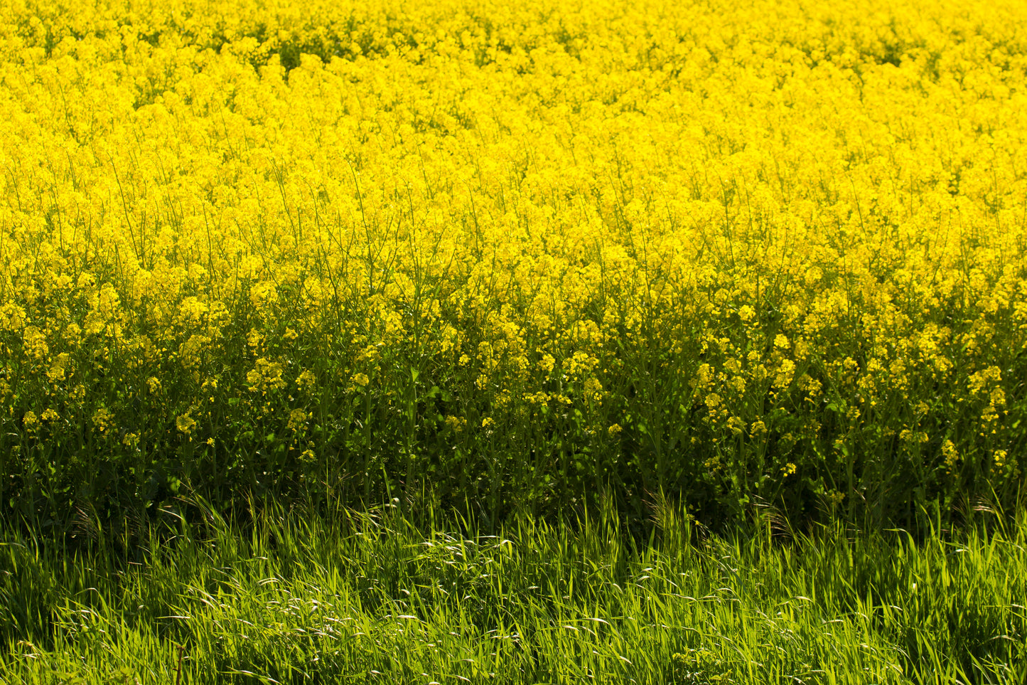 1000 YELLOW MUSTARD Brassica Juncea Vegetable Herb Seeds