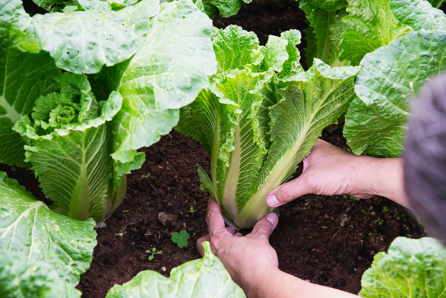 500 MICHIHILI CABBAGE (Chinese Cabbage / Bok Choy / Pak Choi / Celery Mustard / Chinese Chard) Brassica Rapa Chinensis Vegetable Seeds