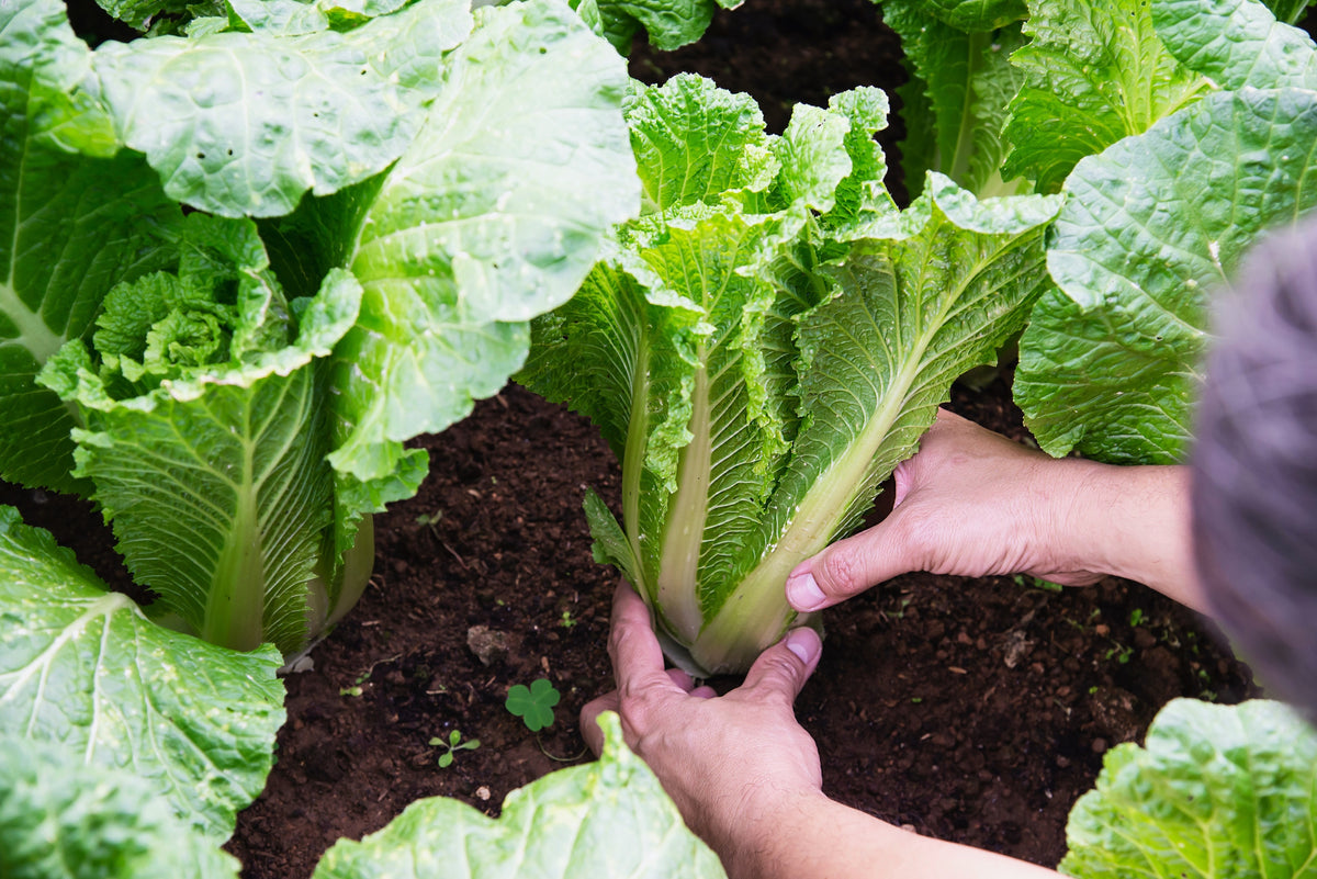 500 MICHIHILI CABBAGE Napa (Chinese Cabbage / Bok Choy / Pak Choi / Celery Mustard / Chinese Chard) Brassica Rapa Chinensis Vegetable Seeds