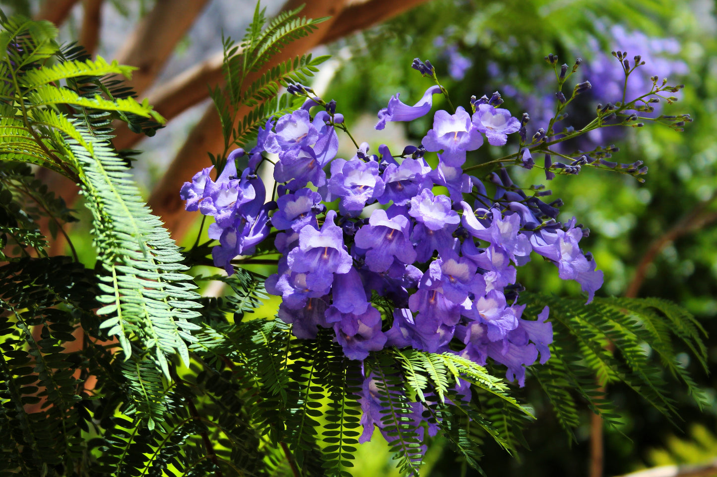 25 BLUE JACARANDA TREE ( Fern Tree / Brazilian Rose Wood / Green Ebony ) Jacaranda Mimosifolia Seeds