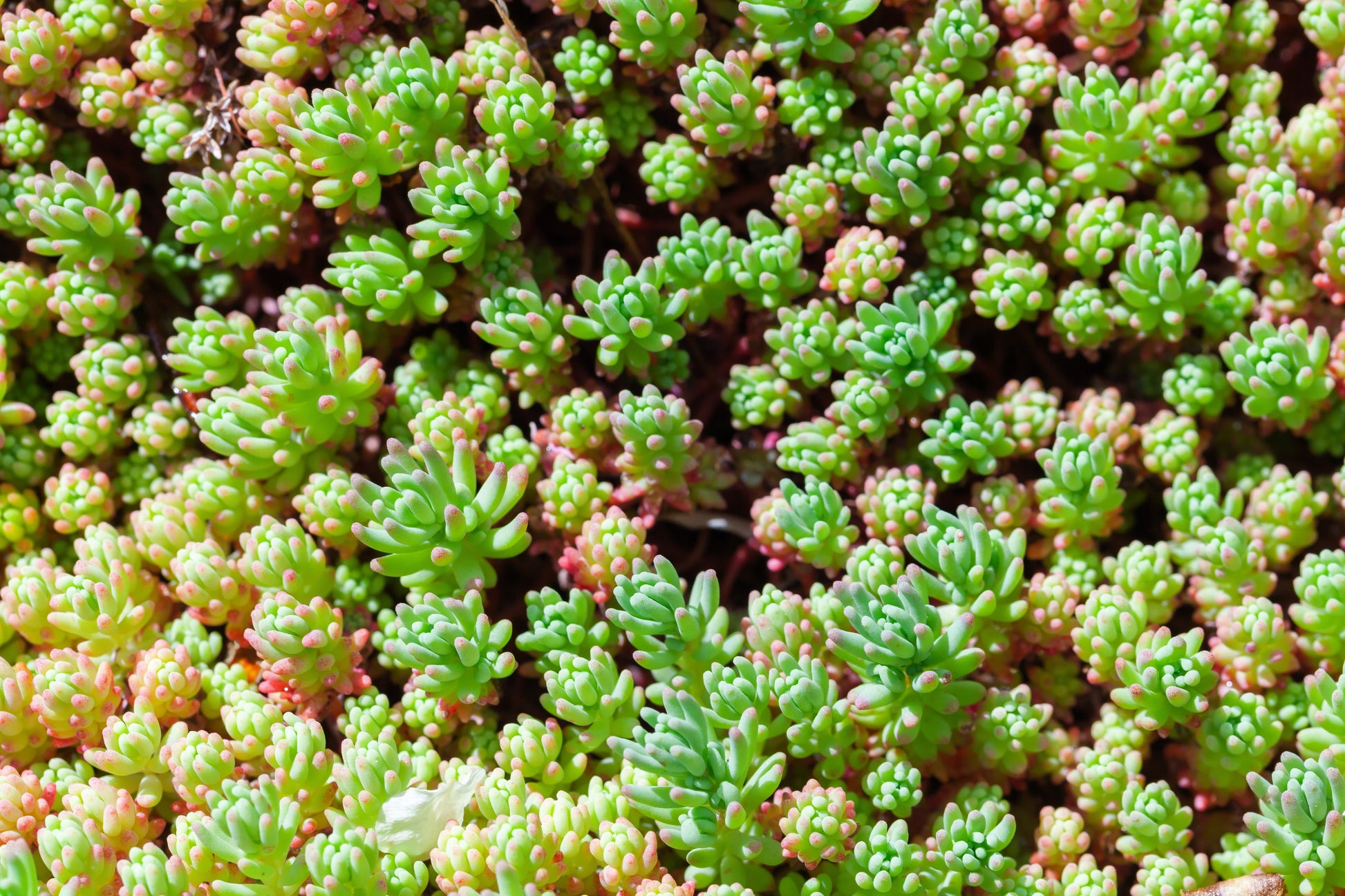 spanish stonecrop succulent 25 Spanish STONECROP / SEDUM HISPANICUM Groundcover Flower Seeds