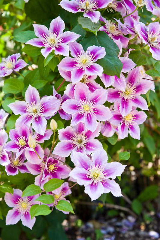 10 MIXED HYBRID CLEMATIS Hybrida Red Purple Pink Blue Bicolor Flower Vine Seeds