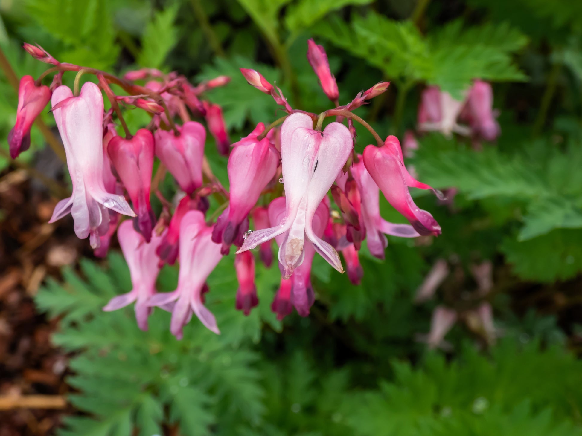 bleeding heart seeds from plant 10 Pink FRINGED Fern Leaf BLEEDING HEART Dicentra Eximia Fernleaf Sun – Seedville USA