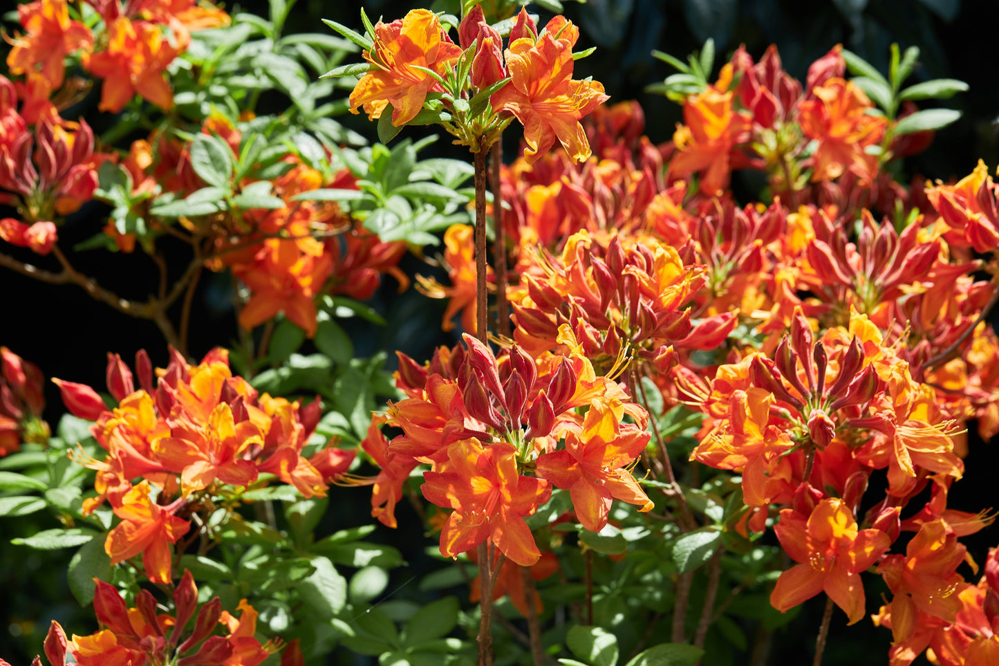 30 Orange FLAME AZALEA Rhododendron Calendulaceum Bush Shrub Flower Seeds