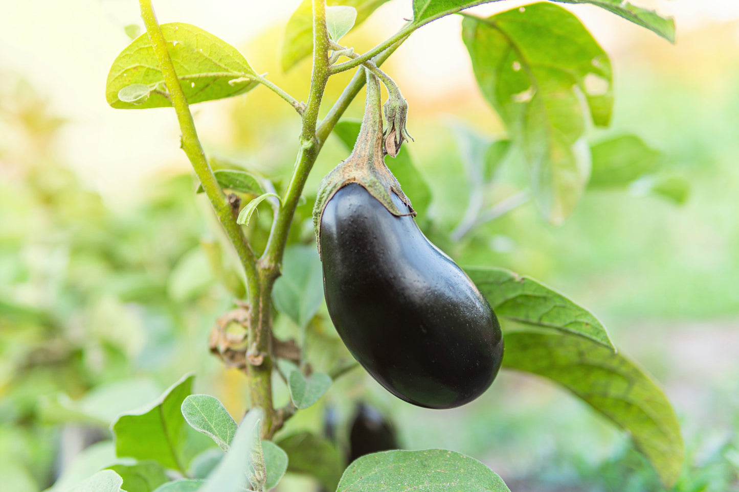 1000 BLACK BEAUTY EGGPLANT Solanum Melongena Esculentum Vegetable Seeds