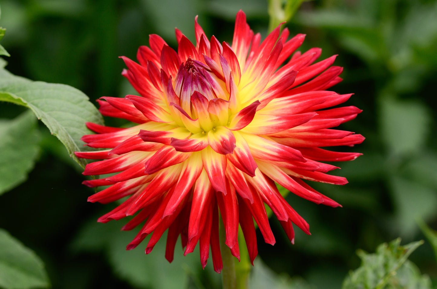 25 CACTUS DOUBLE DAHLIA Mix Variabilis Mixed Colors Hummingbird Flower Seeds