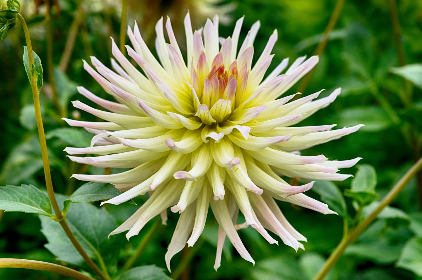 25 CACTUS DOUBLE DAHLIA Mix Variabilis Mixed Colors Hummingbird Flower Seeds