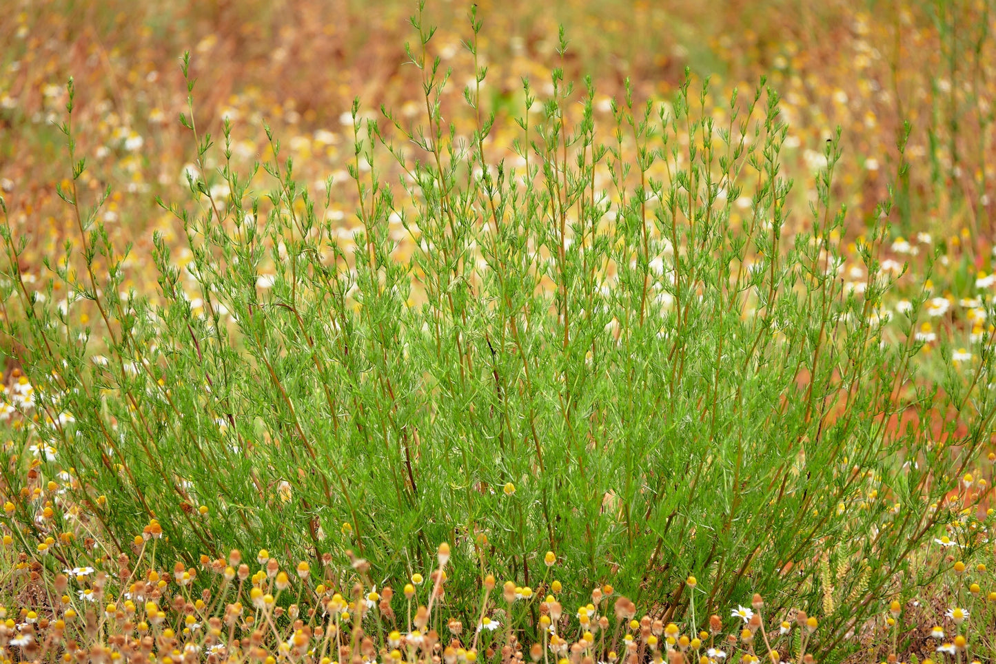 500 BEACH WORMWOOD Artemisia Campestris Caudata Silvermound Red Sagewort Herb Flower Seeds