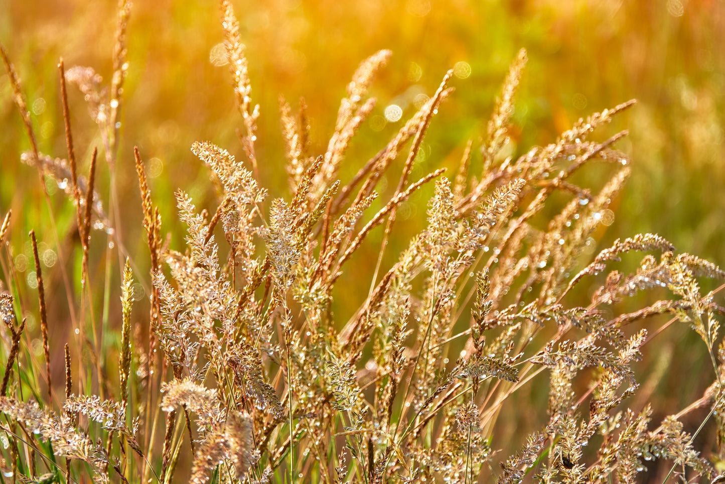 1500 PRAIRIE JUNEGRASS Koeleria Macrantha June Crested Hair Grass Flower Seeds