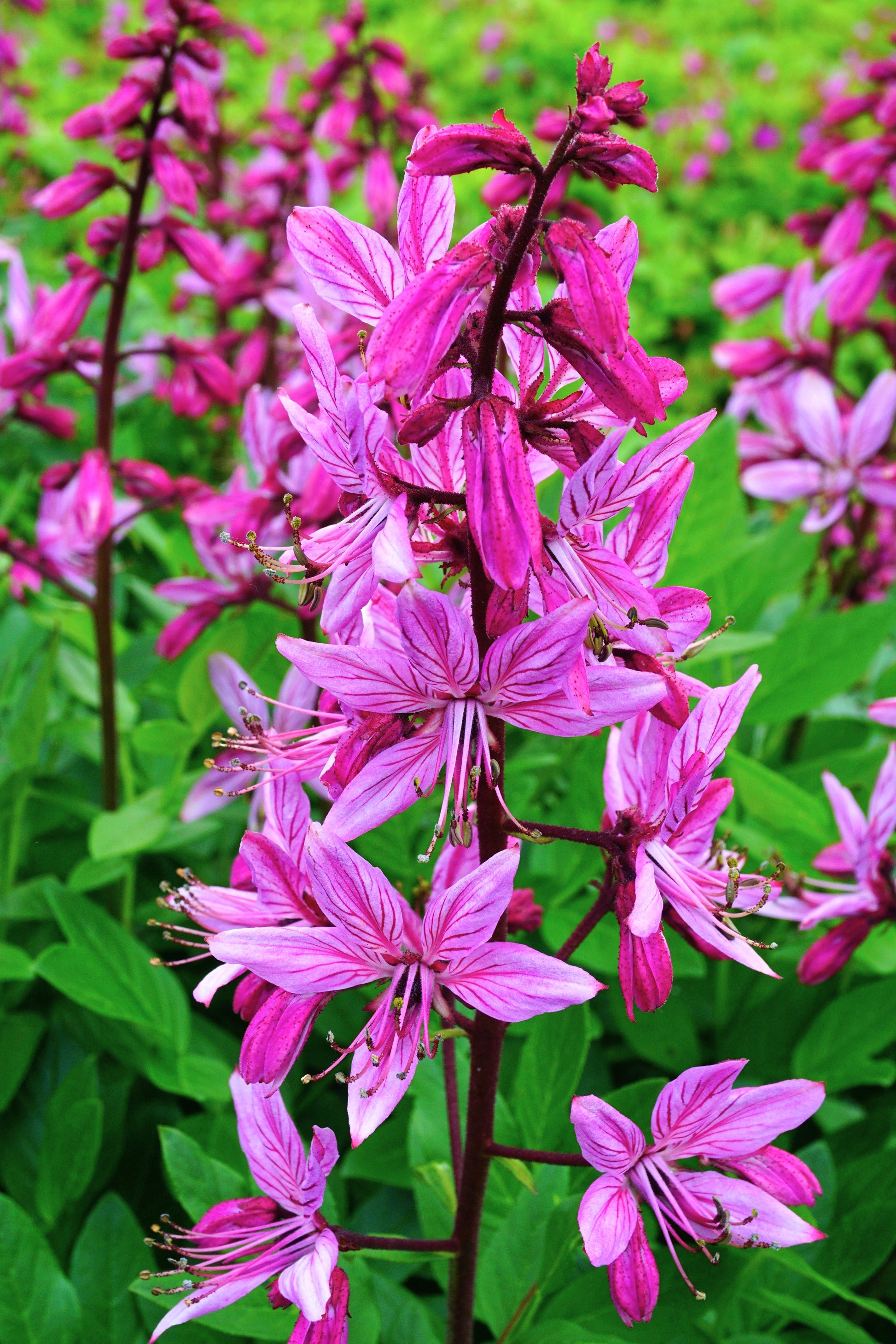 gas plant seeds 10 RED GAS PLANT Fragrant Fire Plant Dictamnus Albus Ruber Flower Seeds