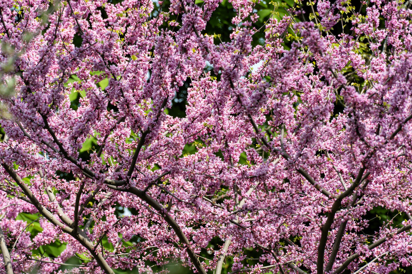 20 Eastern REDBUD TREE Cercis Canadensis Pink Flowering Native Tree Seeds