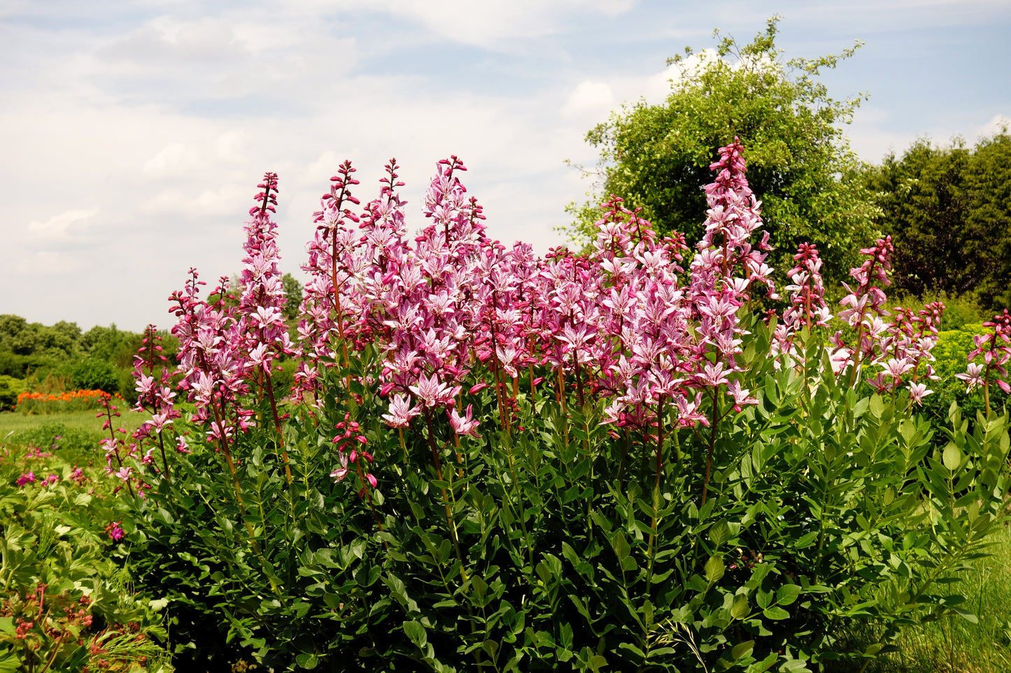 10 GAS PLANT MIX Dictamnus Albus Mixed Colors White Red Pink Lilac Flower Seeds