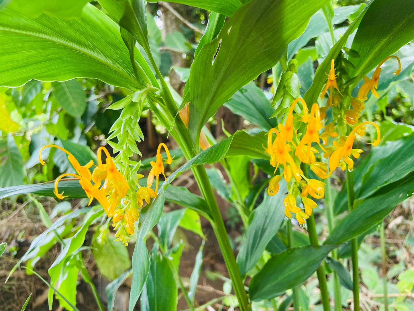10 DANCING GIRL GINGER Globba Schomburgkii Yellow Fairy Ginger Houseplant Shade Flower Seeds