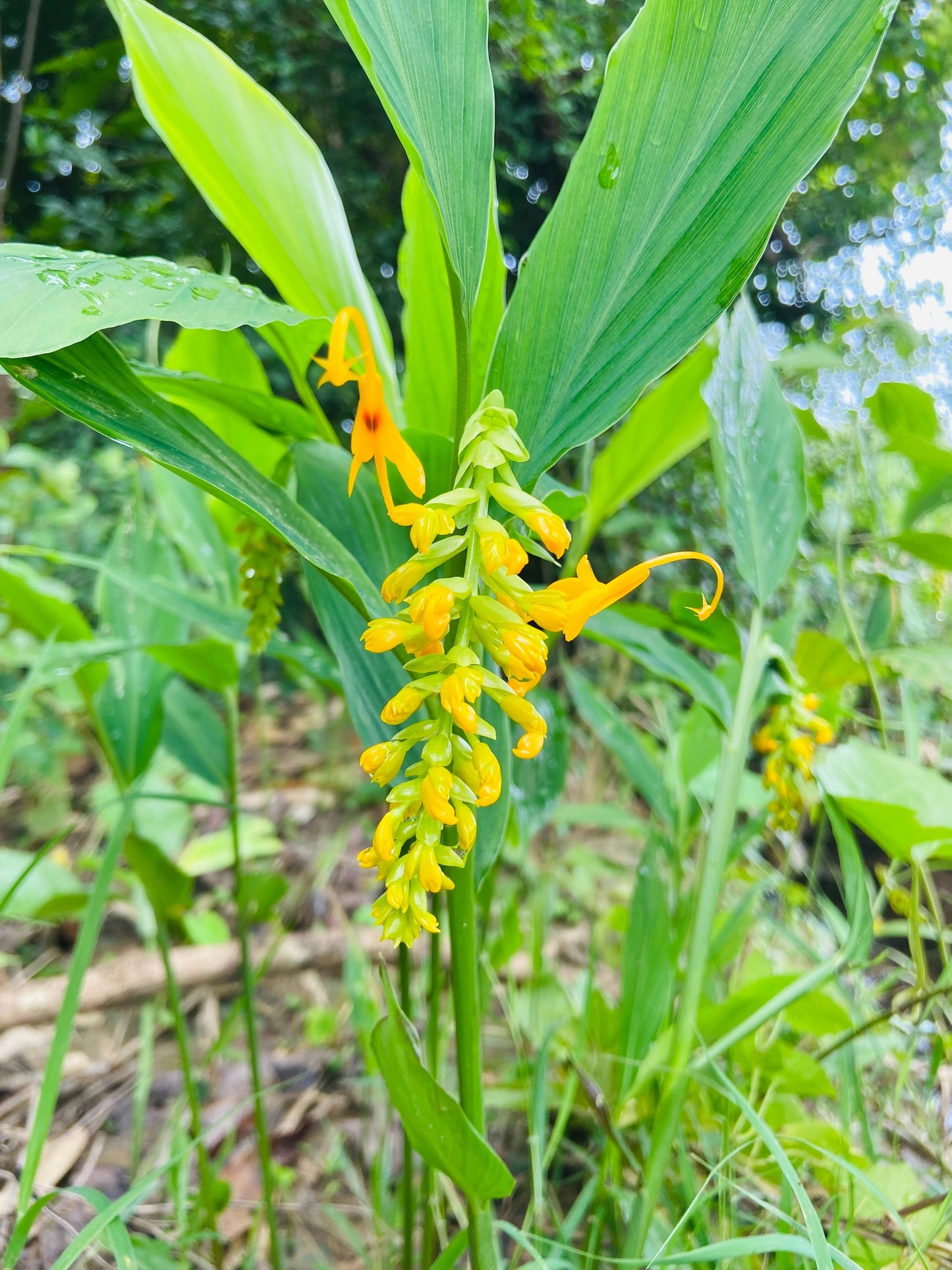10 DANCING GIRL GINGER Globba Schomburgkii Yellow Fairy Ginger Houseplant Shade Flower Seeds