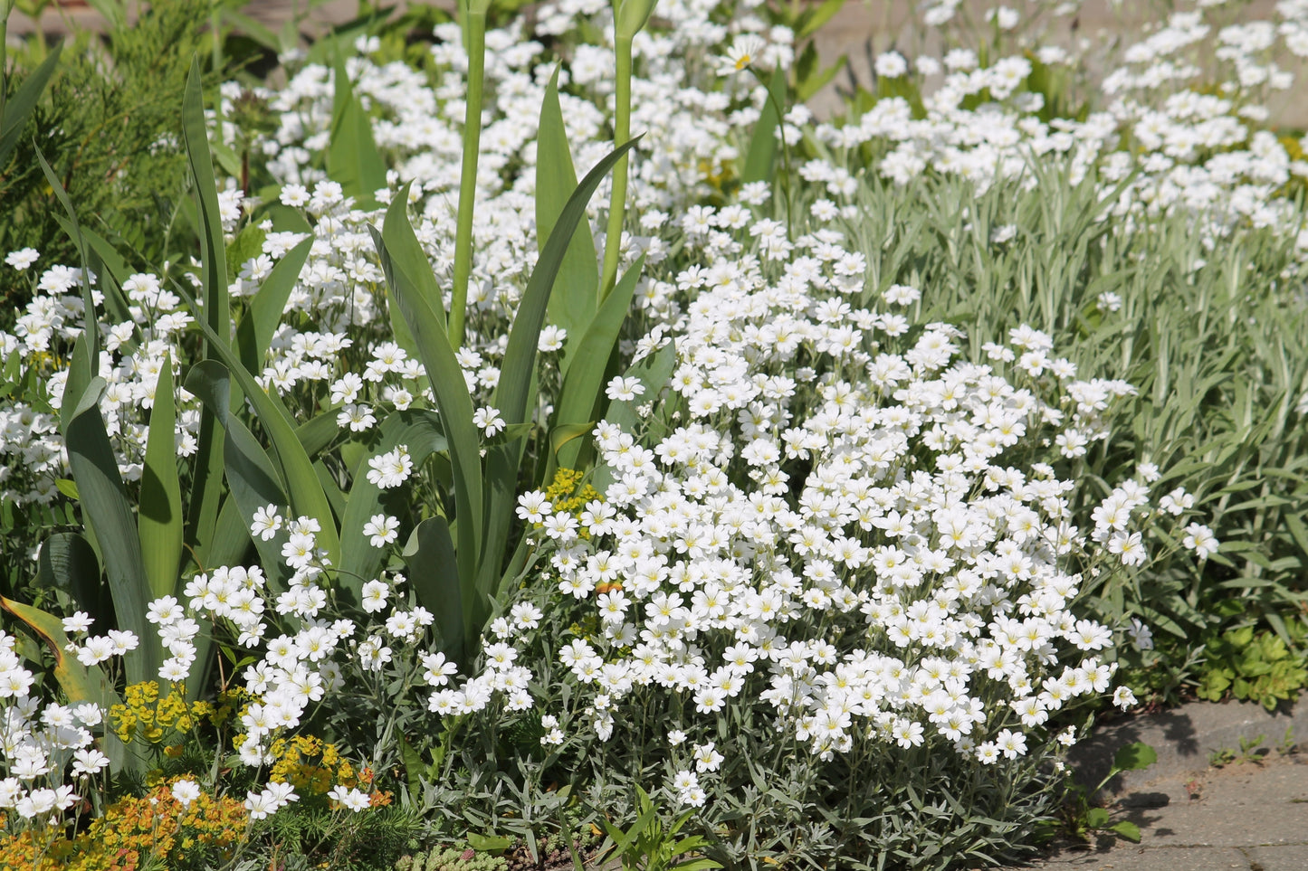 1500 SNOW IN SUMMER (Chickweed) Cerastium Biebersteinii Flower Seeds