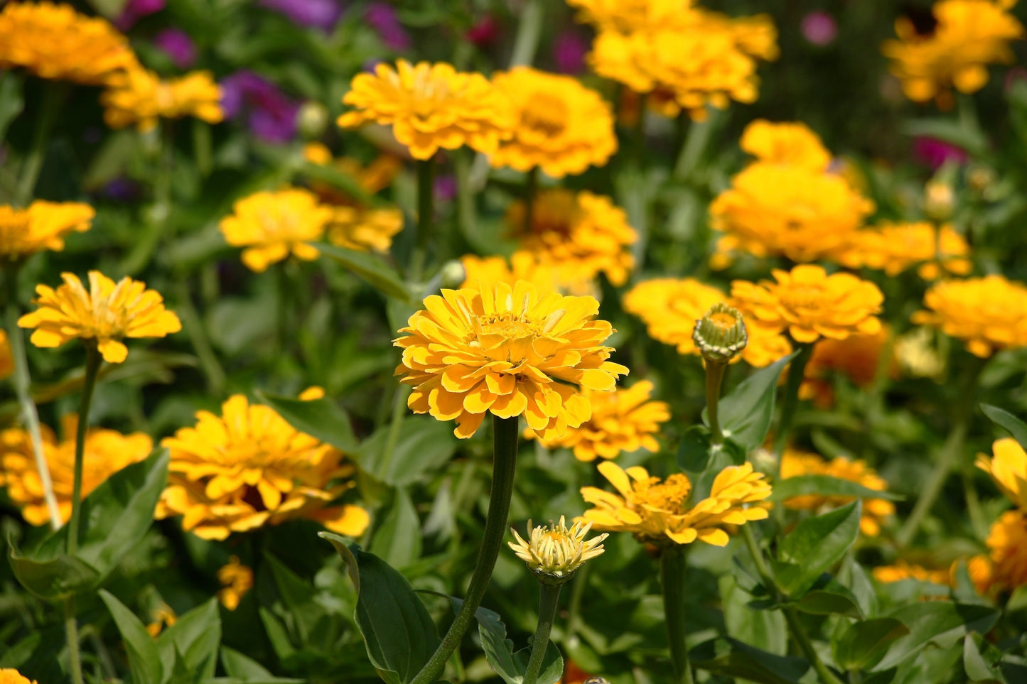 250 Yellow CANARY BIRD ZINNIA Elegans Flower Seeds