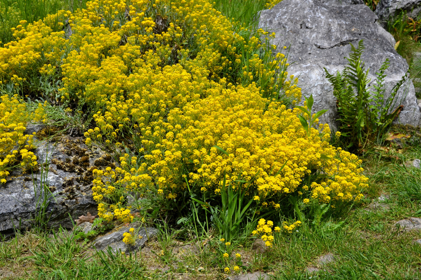 1000 GOLDEN TUFT ALYSSUM Basket of Gold Aurinia Saxatilis Yellow Flower Seeds