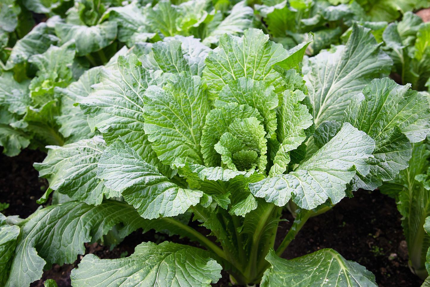 500 MICHIHILI CABBAGE (Chinese Cabbage / Bok Choy / Pak Choi / Celery Mustard / Chinese Chard) Brassica Rapa Chinensis Vegetable Seeds