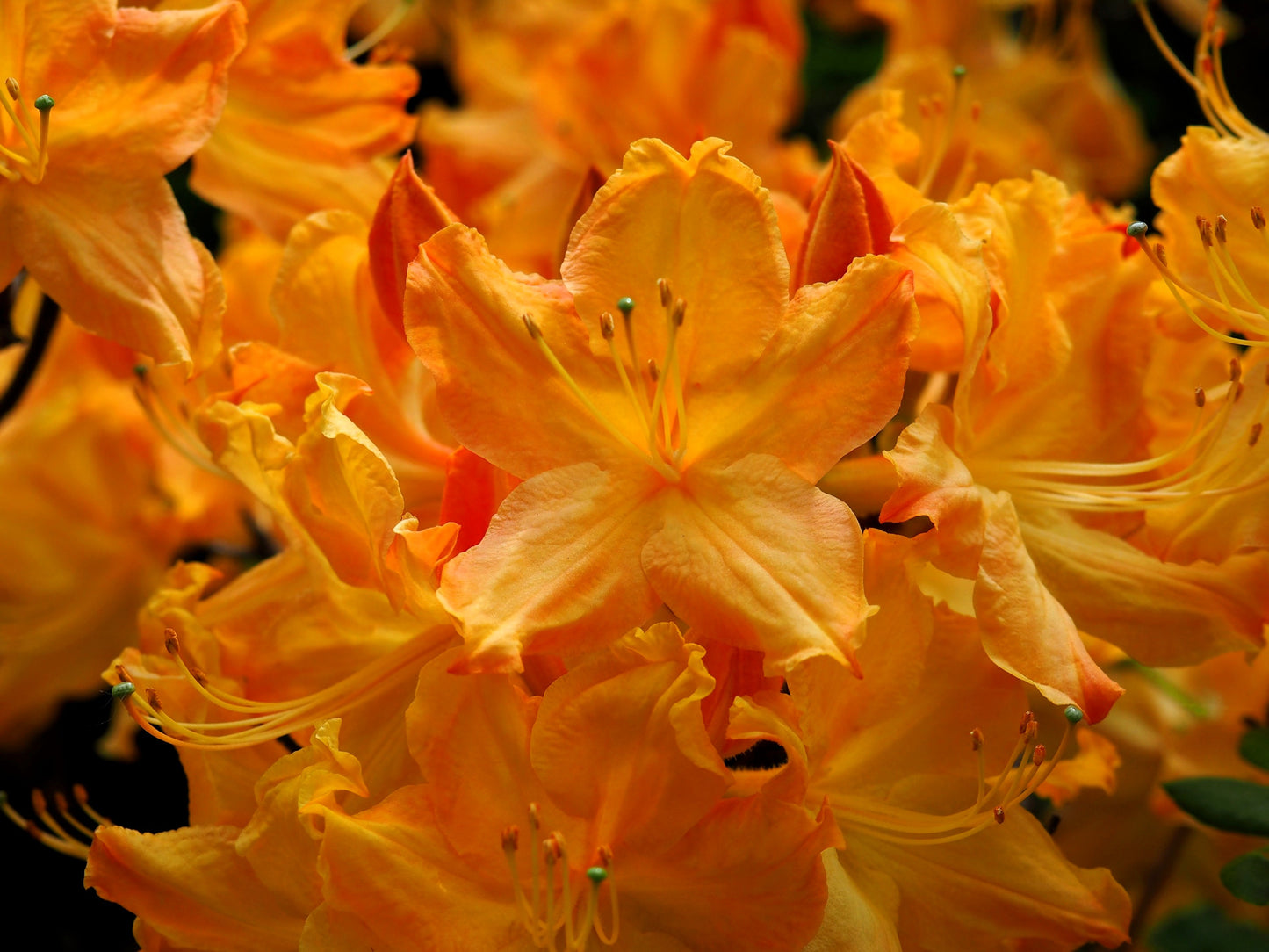30 Orange FLAME AZALEA Rhododendron Calendulaceum Bush Shrub Flower Seeds