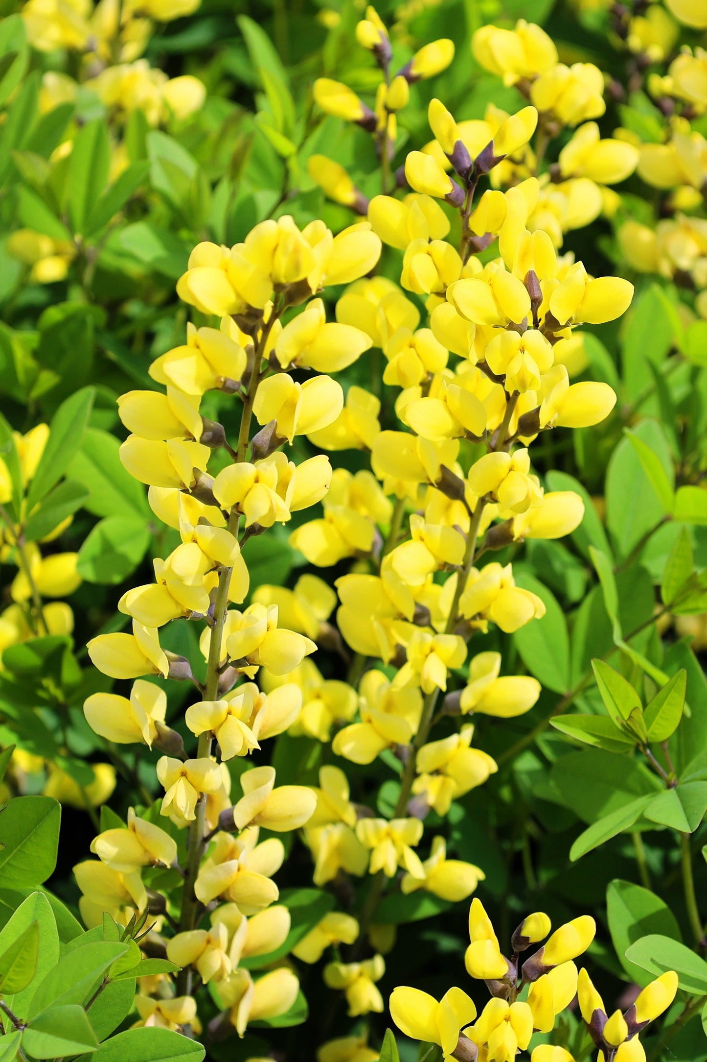 25 YELLOW WILD INDIGO Baptisia Tinctoria False Indigo Flower Seeds