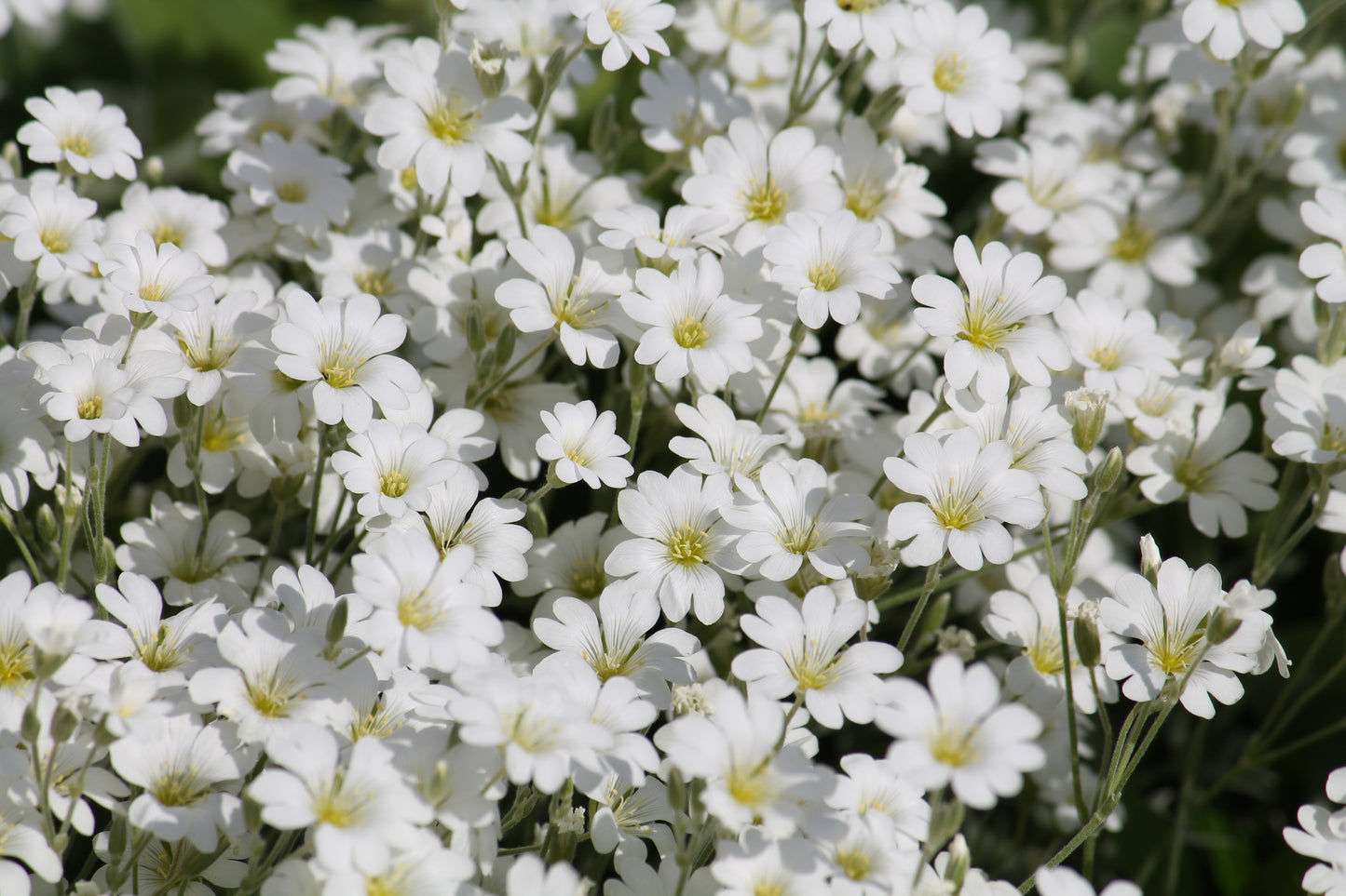 1500 SNOW IN SUMMER (Chickweed) Cerastium Biebersteinii Flower Seeds