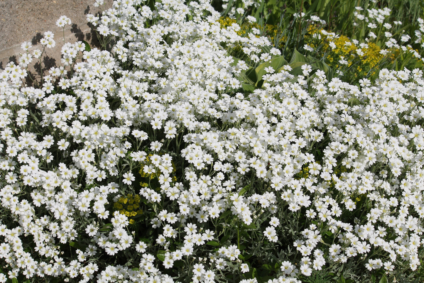 1500 SNOW IN SUMMER (Chickweed) Cerastium Biebersteinii Flower Seeds