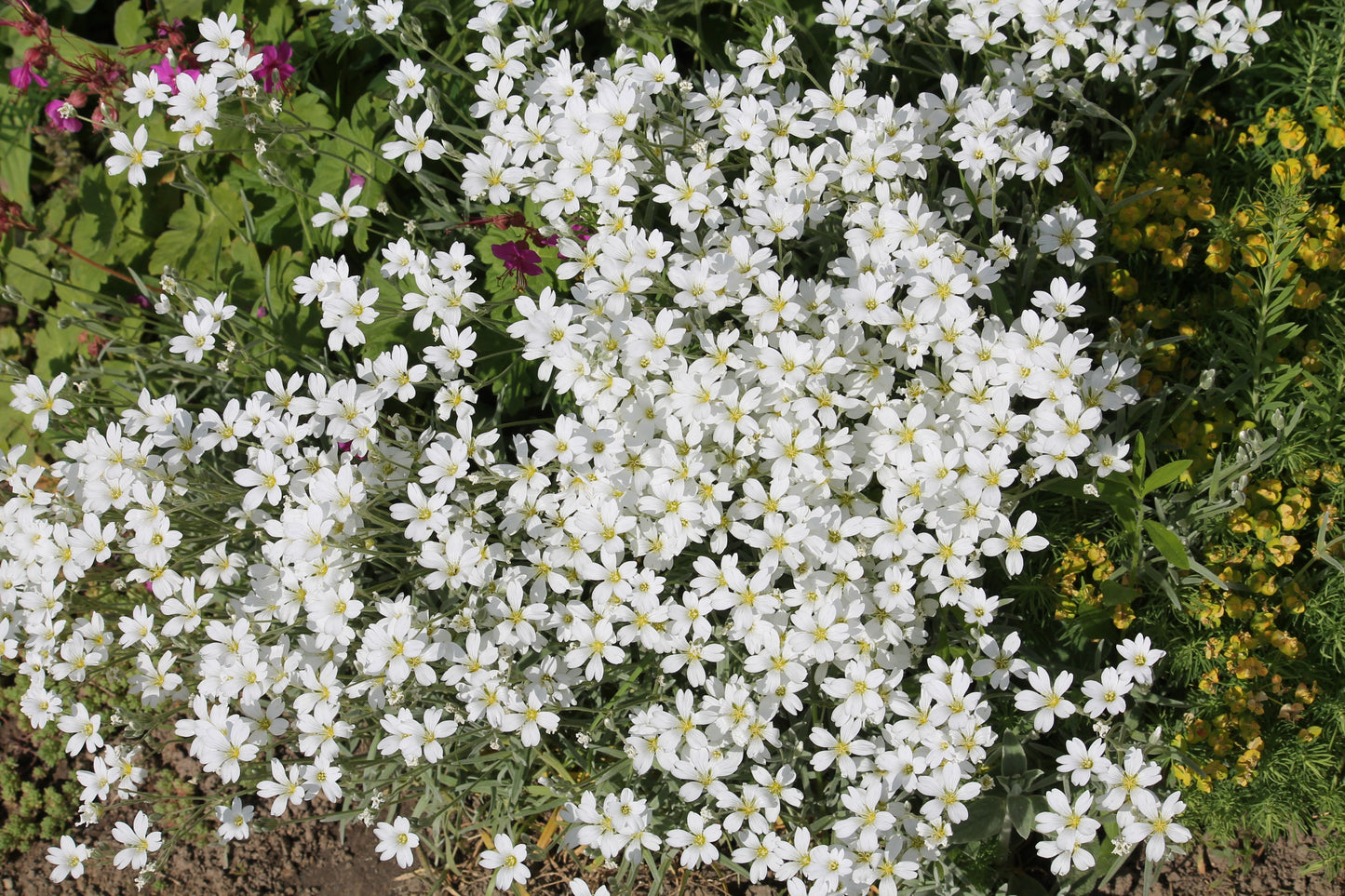 1500 SNOW IN SUMMER (Chickweed) Cerastium Biebersteinii Flower Seeds