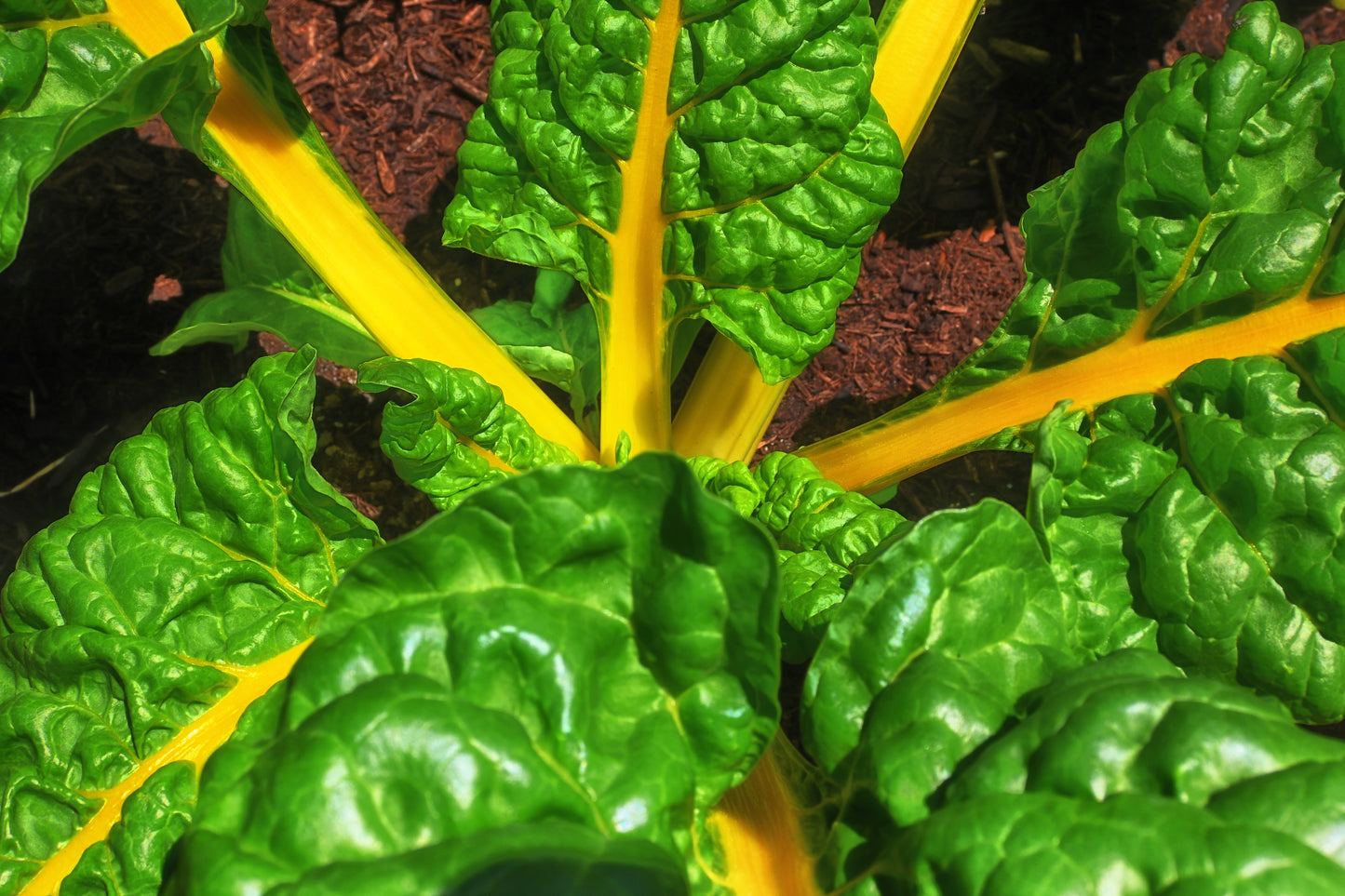 40 YELLOW CANARY SWISS CHARD Beta Vulgaris Perpetual Spinach Vegetable Seeds