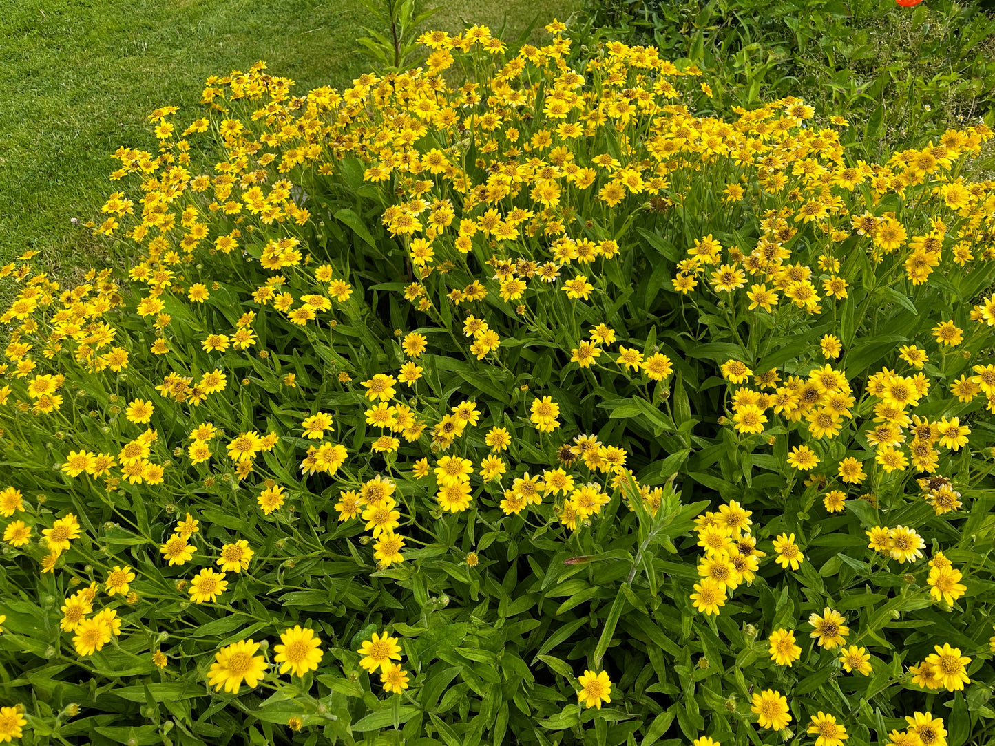 20 MEADOW ARNICA Chamissonis Silver American Native Yellow Flower Herb Seeds