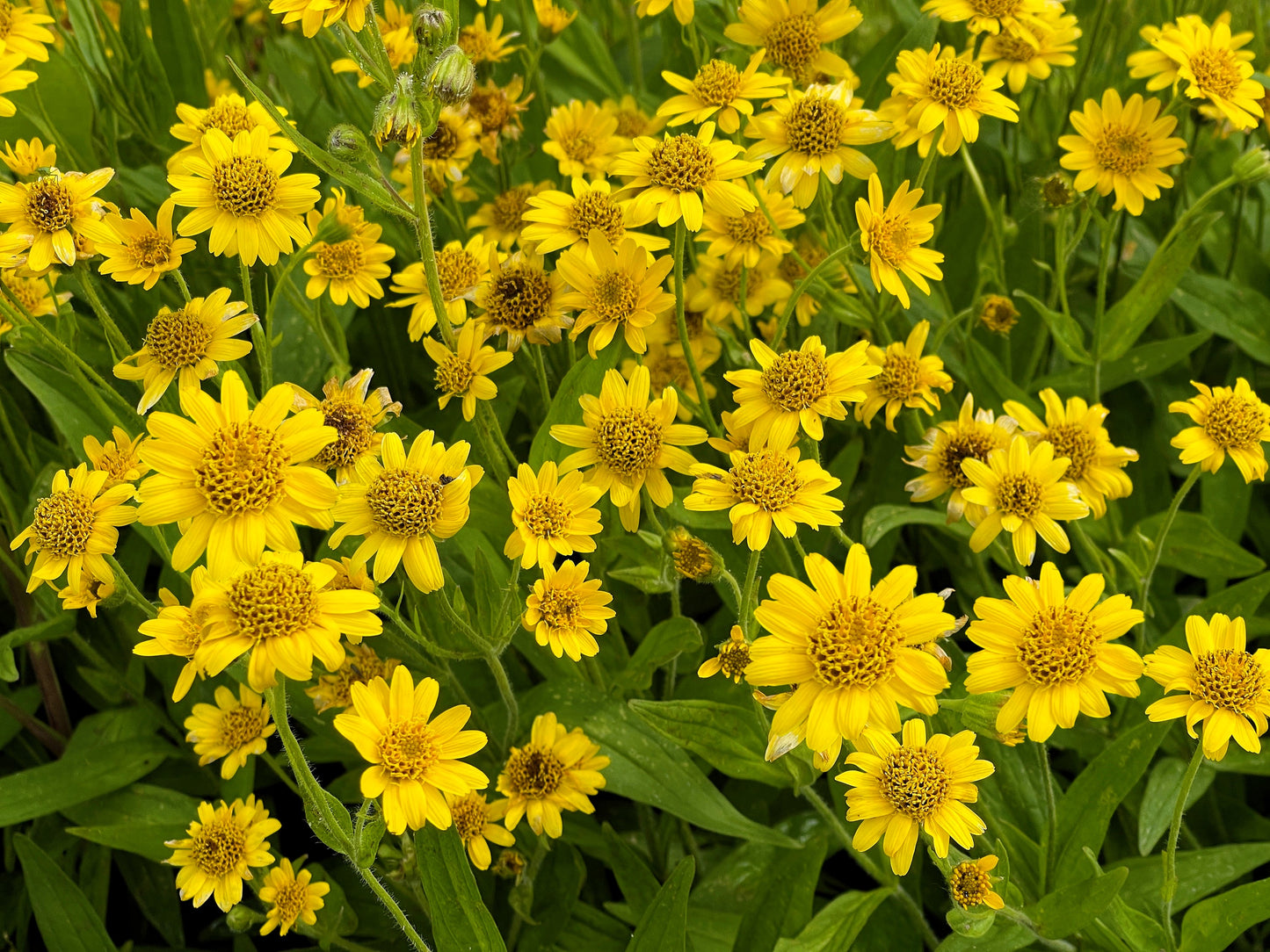 20 MEADOW ARNICA Chamissonis Silver American Native Yellow Flower Herb Seeds