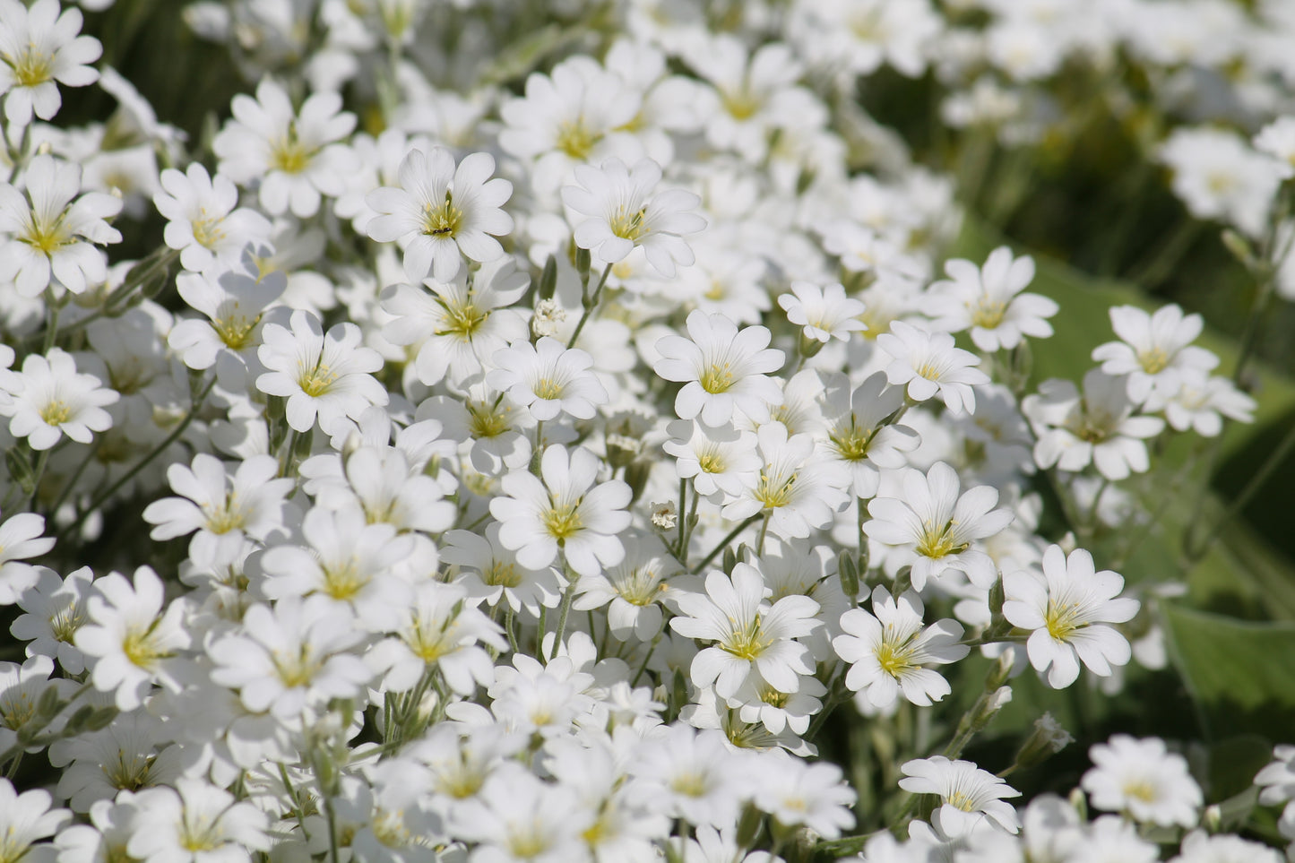 1500 SNOW IN SUMMER (Chickweed) Cerastium Biebersteinii Flower Seeds