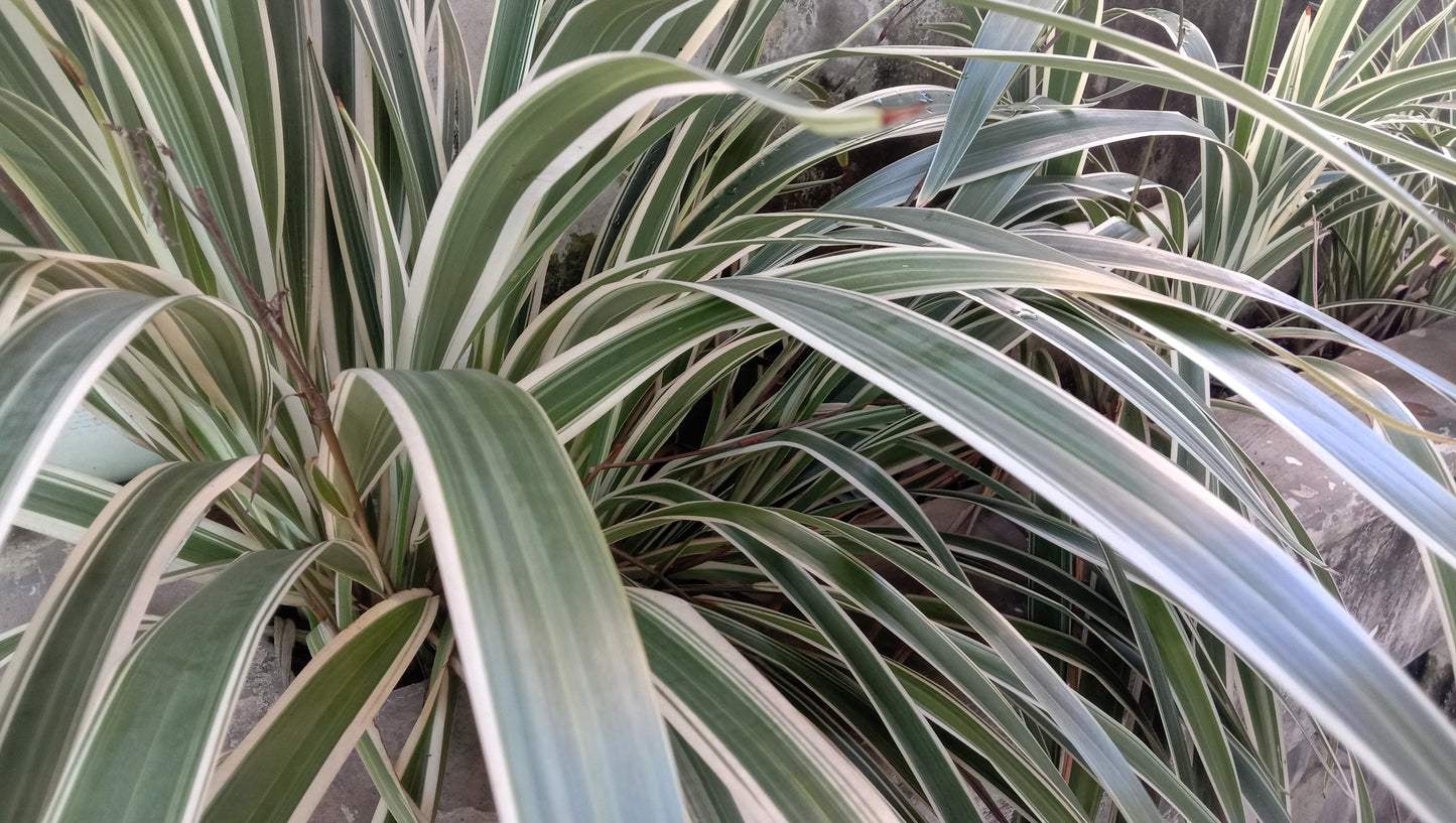 10 Variegated NEW ZEALAND FLAX Phormium Tenax Variegatum Ornamental Grass Flower Seeds