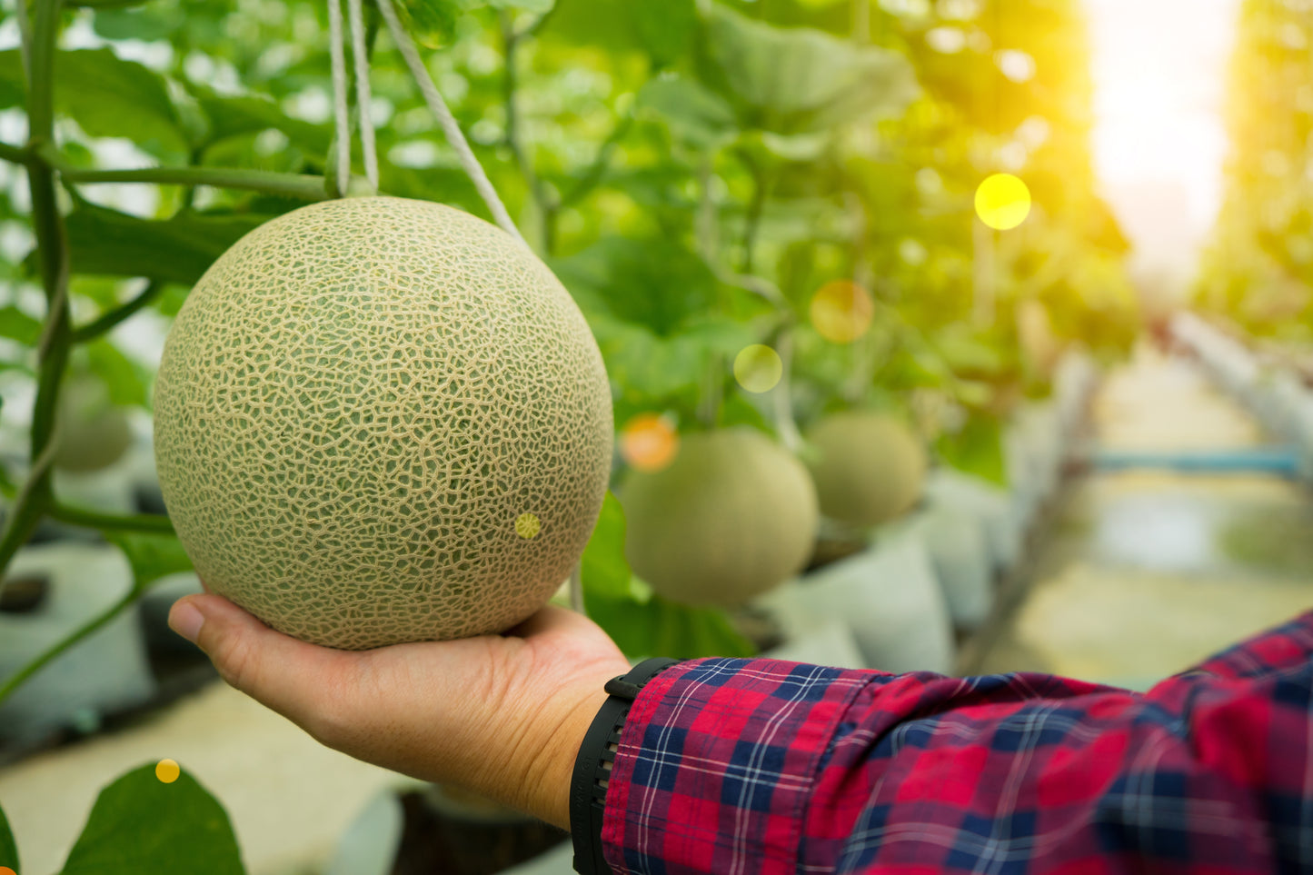 200 IROQUOIS CANTALOUPE Melon Fruit Cucumis Melo Seeds