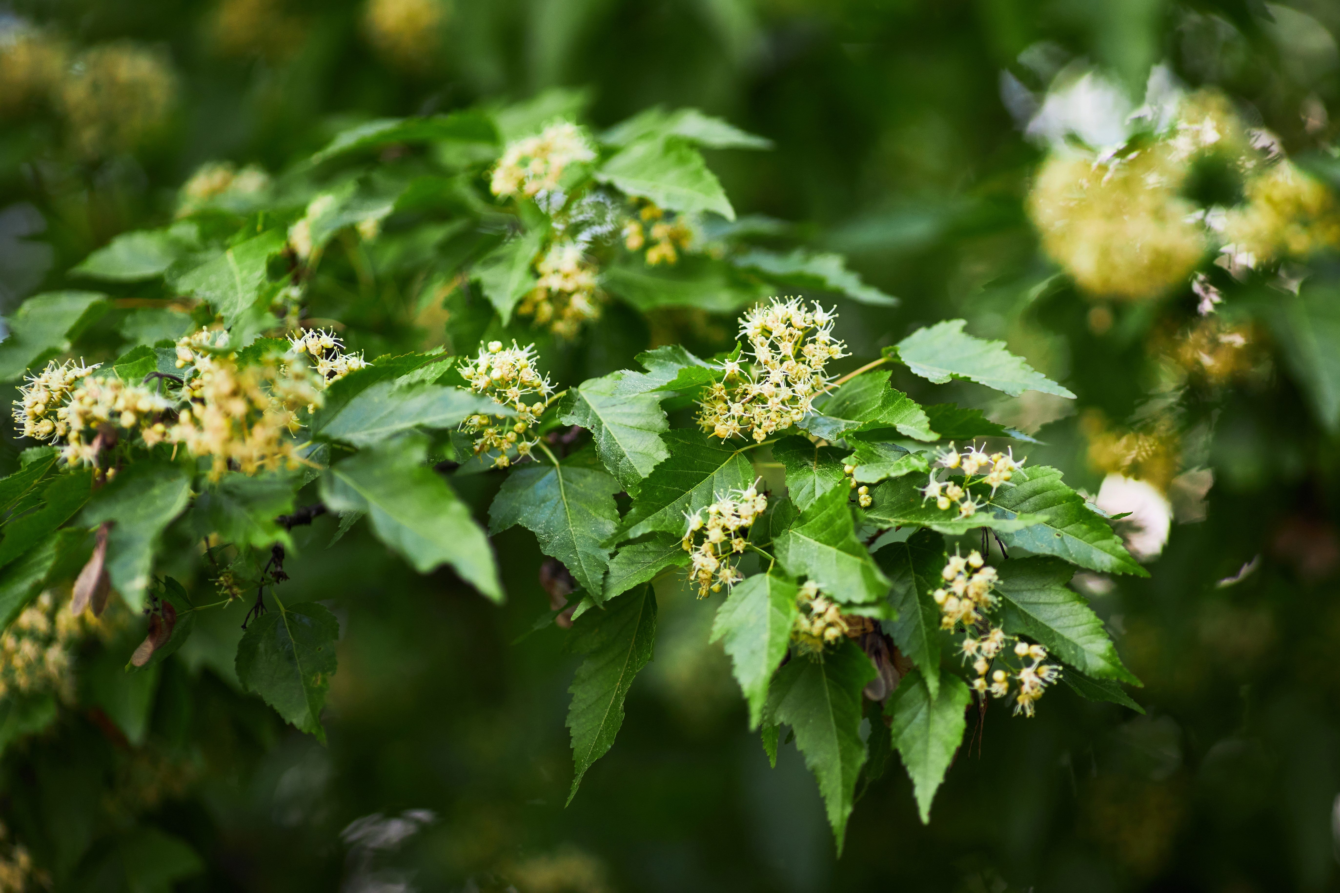 20 Tatarian FLAME MAPLE TREE Red Acer Tataricum Seeds – Seedville USA