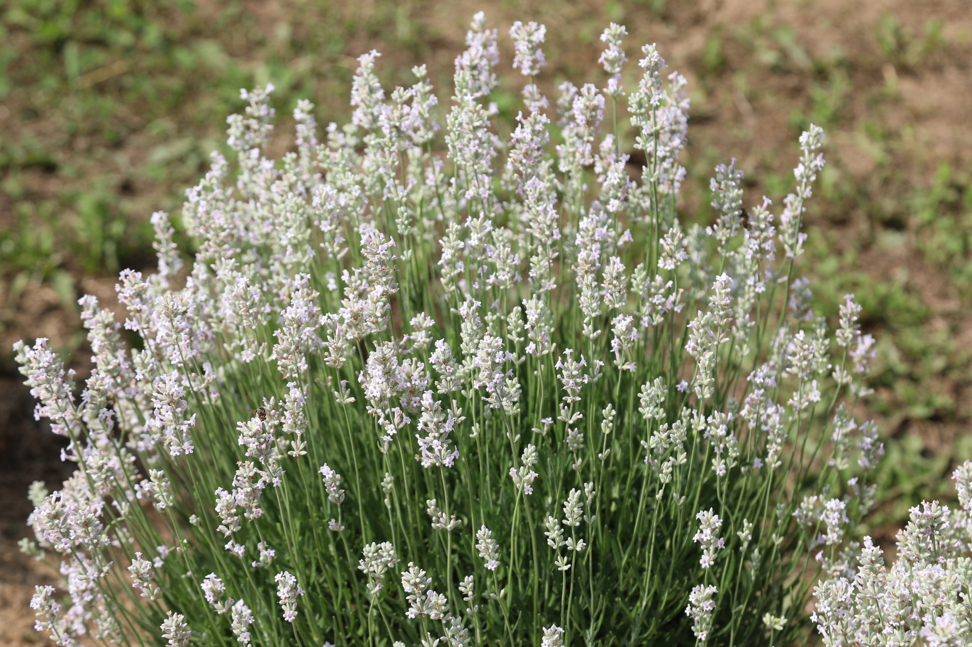 white lavender seeds for sale 20 WHITE LAVENDER English Lavandula Angustifolia Herb Flower Seeds