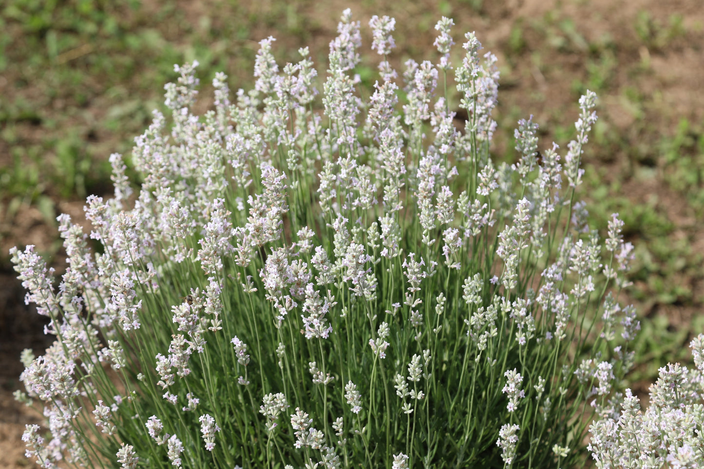 20 WHITE LAVENDER English Lavandula Angustifolia Herb Flower Seeds