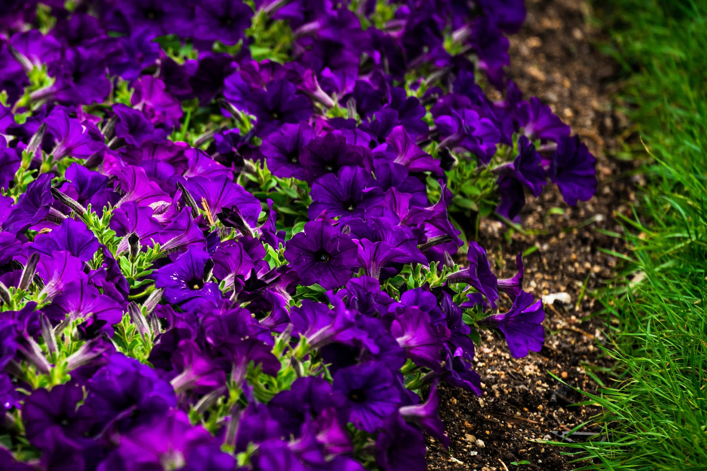 100 DWARF Alderman BLUE PETUNIA Nana Compacta Purple Flower Seeds