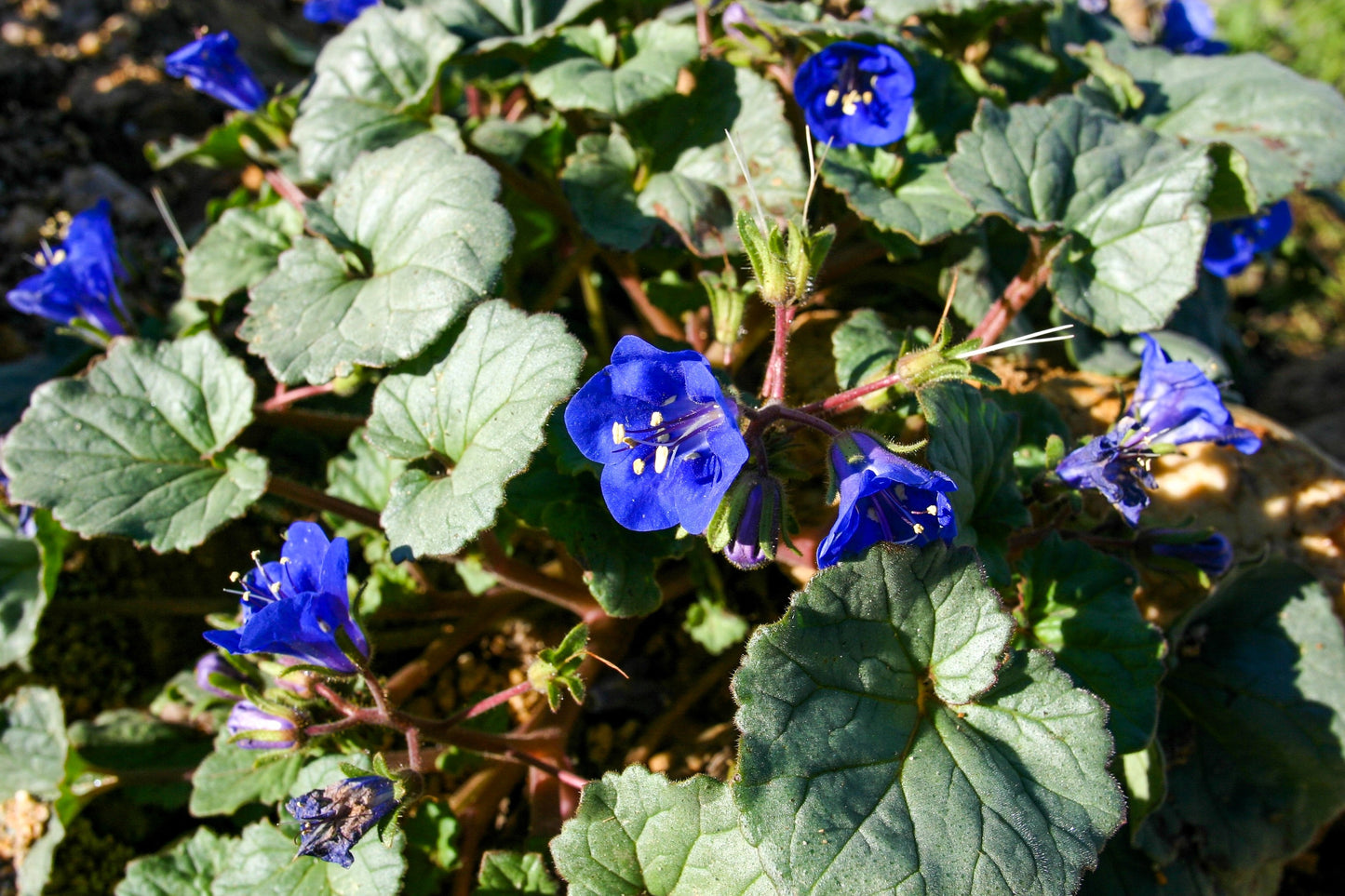 200 CALIFORNIA BLUEBELL (Wild Canterbury Bells / Desert Blue Bell) Phacelia Campanularia Flower Seeds